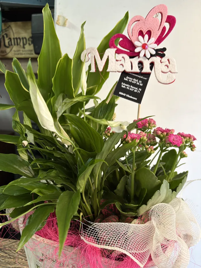 Composición de plantas para el Día de la Madre con cartel «Mamá»